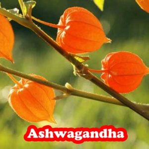 Benefits of Ashwagandha in various diseases