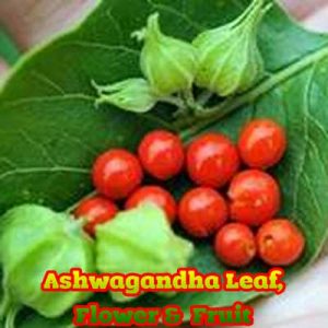 Benefits of Ashwagandha in various diseases