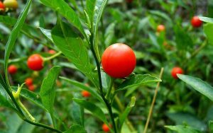 Benefits of Ashwagandha in various diseases