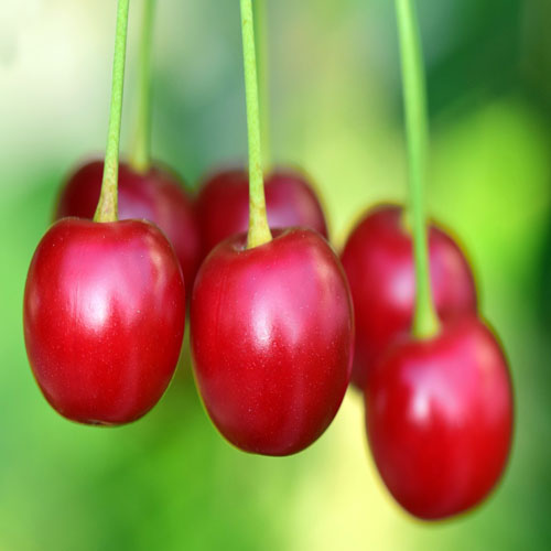 Cherry for diabetes