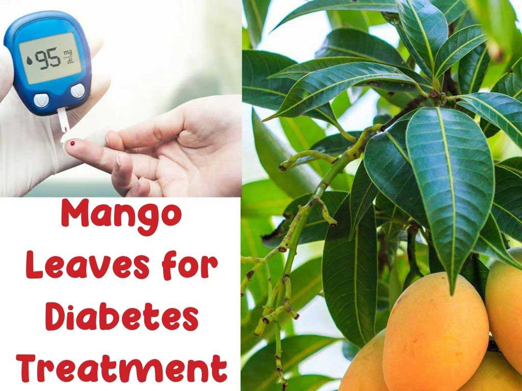 Mango Leaves for Diabetes Treatment